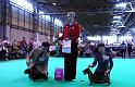 Crufts_dachshunds 1156